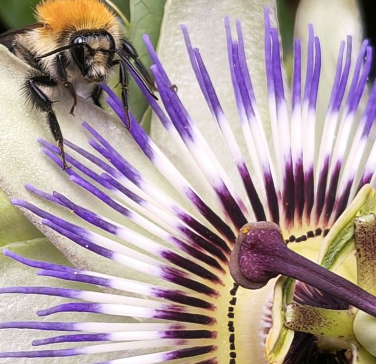 Passionsblume mit Biene